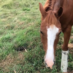 Meet your Posher, Sunny